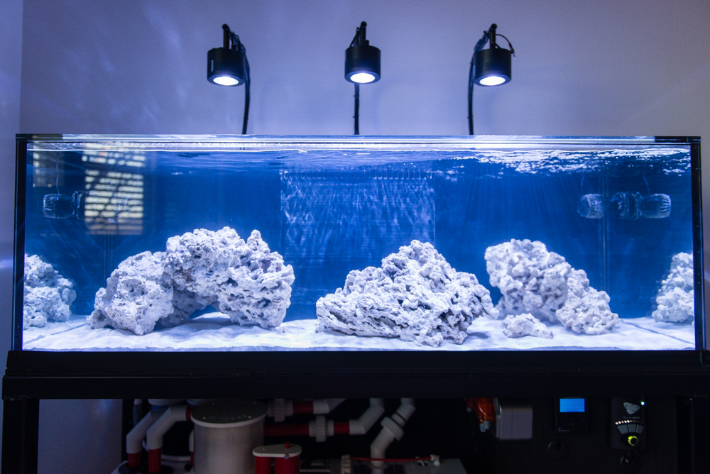 Build Thread - Miracles and Synergy Reef 125G build | Page 3 | Reef2Reef