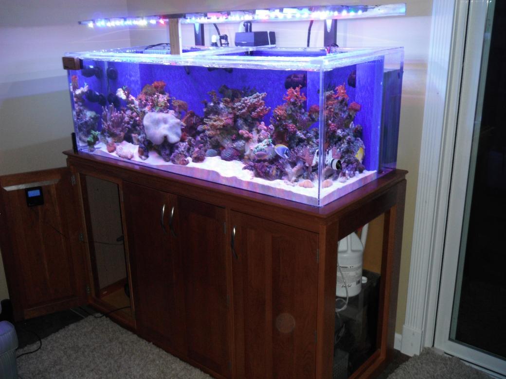 October 2014 R2R Tank of the Month Spotlight: TJ's Reef | REEF2REEF ...