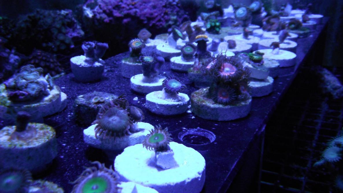 DSCF2250.jpg