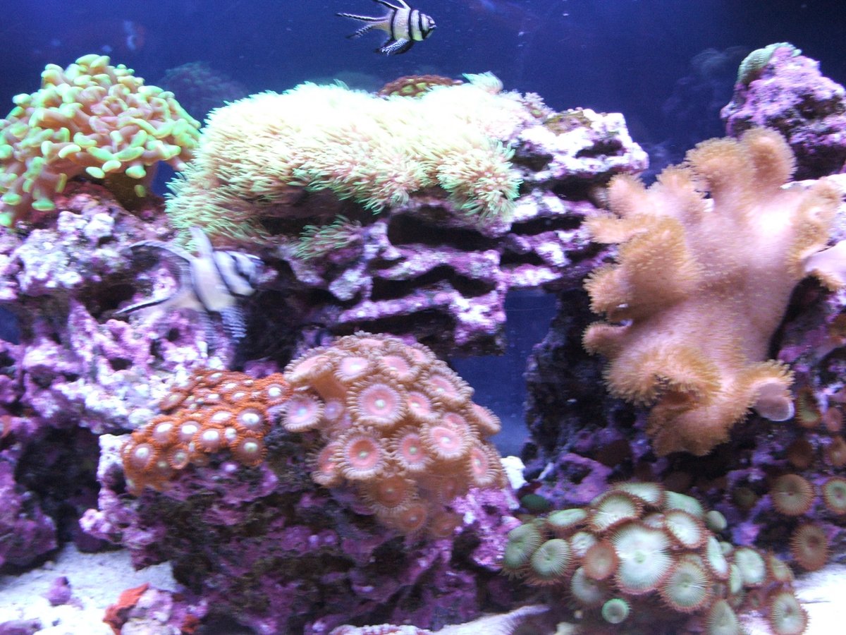 Old School Basic vs. Sumped Reef | REEF2REEF Saltwater and Reef ...