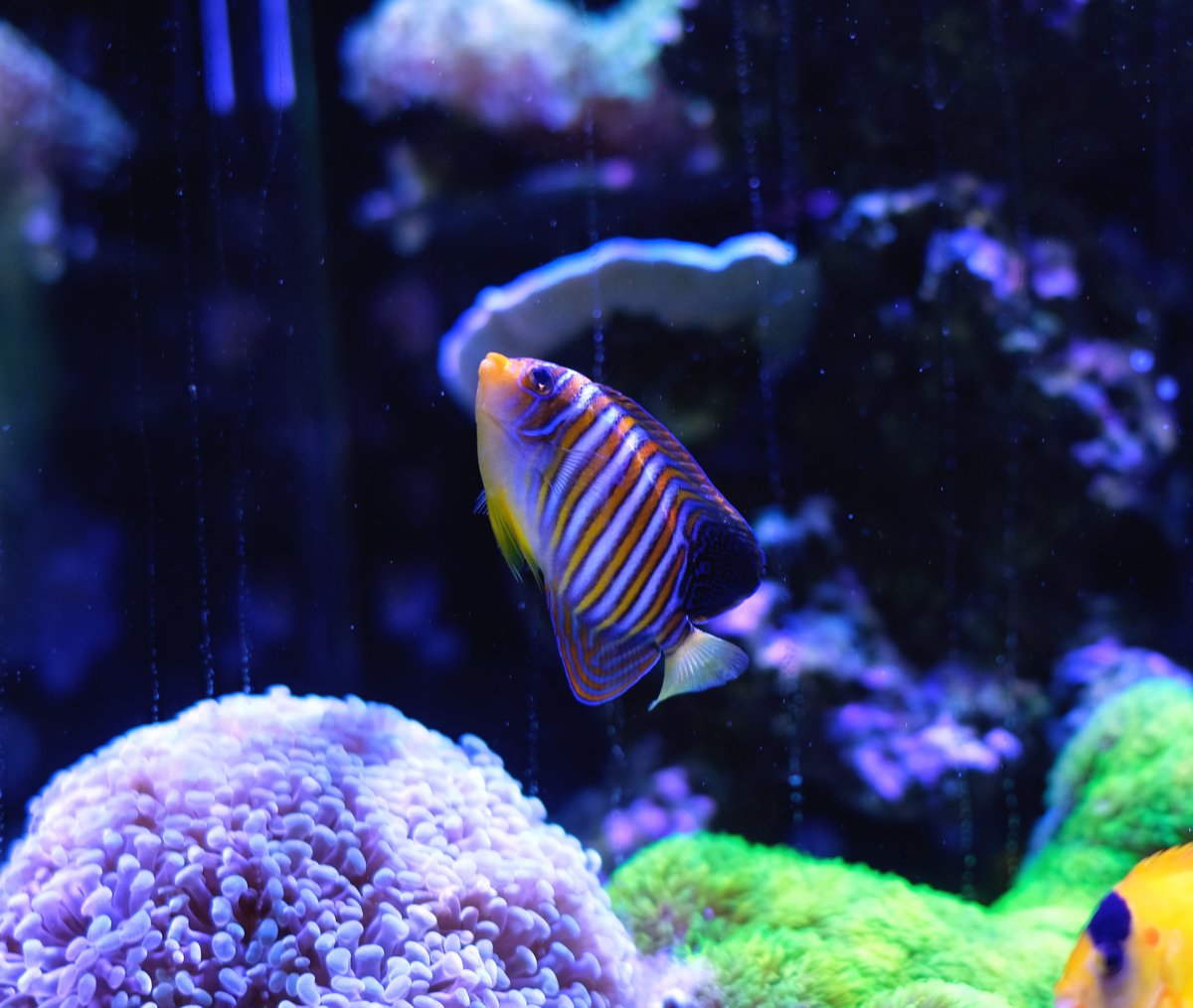 Angels we have heard on high: Do you have angelfish in your tank ...