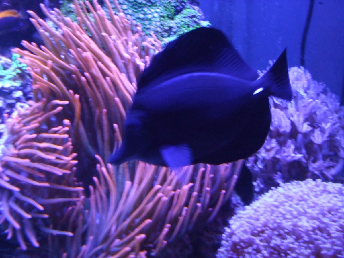 Who is the king of your reef? | Page 4 | REEF2REEF Saltwater and Reef ...