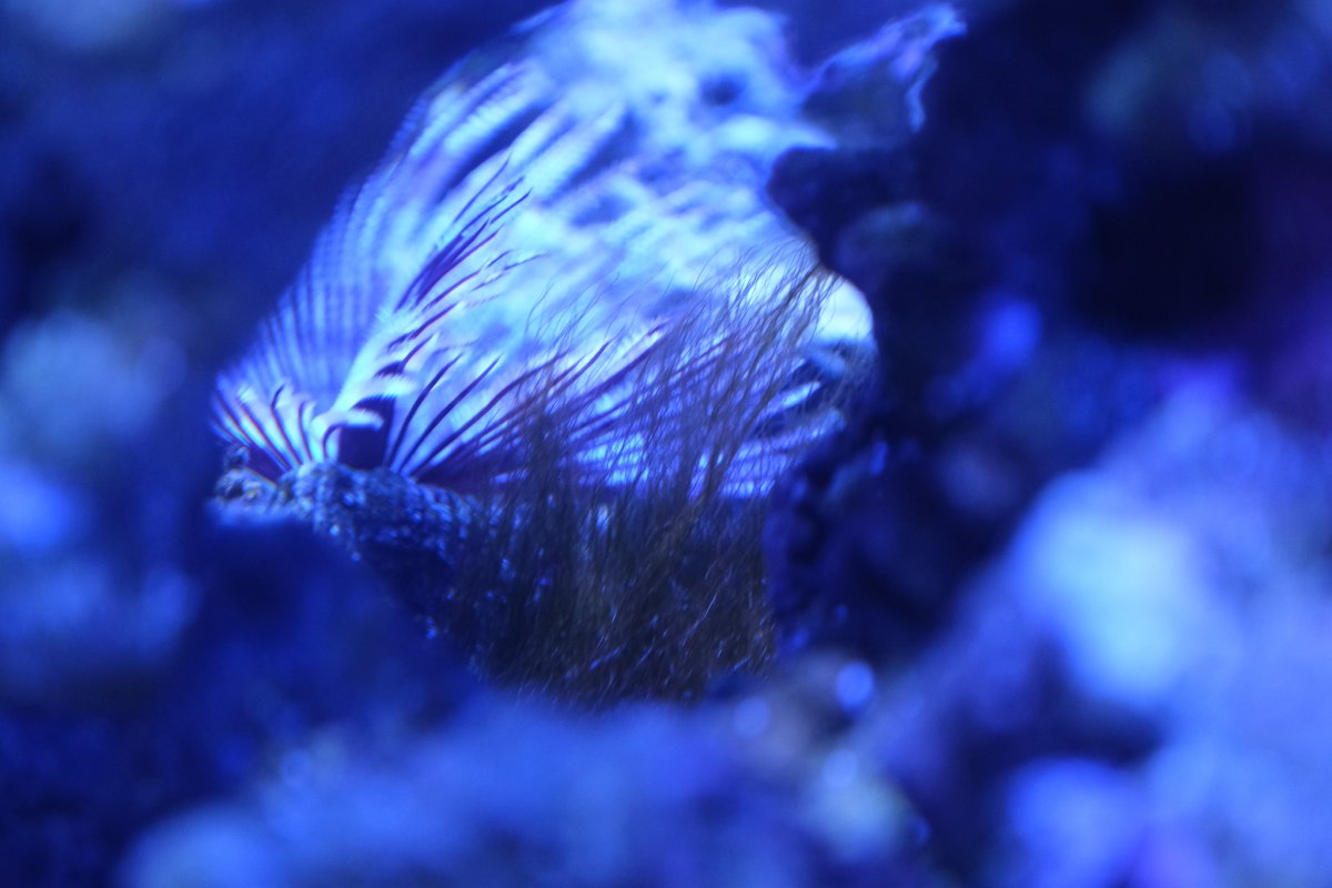 GHA or something else? | REEF2REEF Saltwater and Reef Aquarium Forum