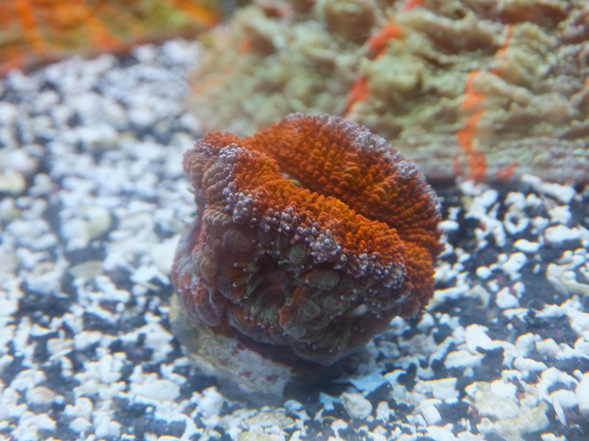 DSCF7161.JPG