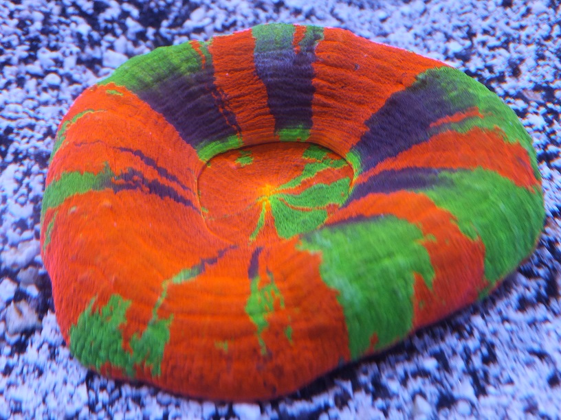 DSCF7331.JPG
