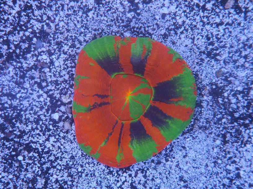 DSCF7333.JPG