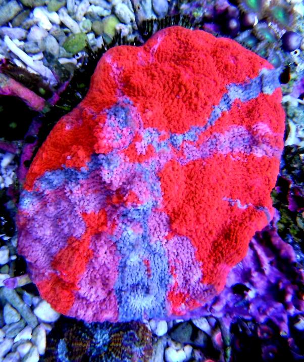 DSCF8172.jpg
