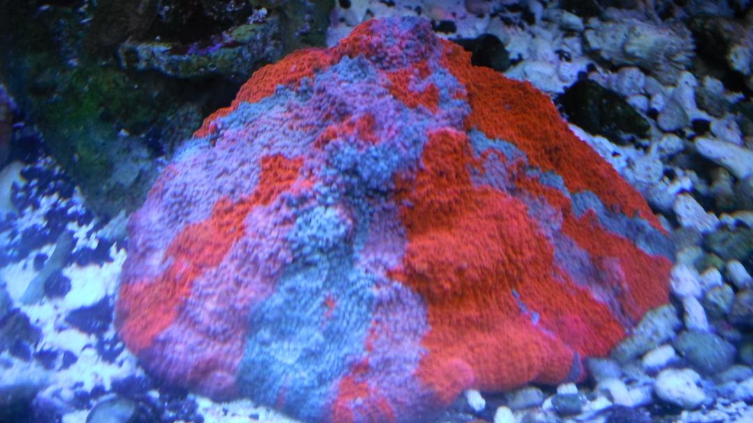 DSCF8635.jpg