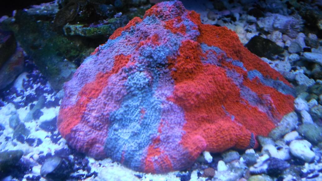 DSCF8636.jpg