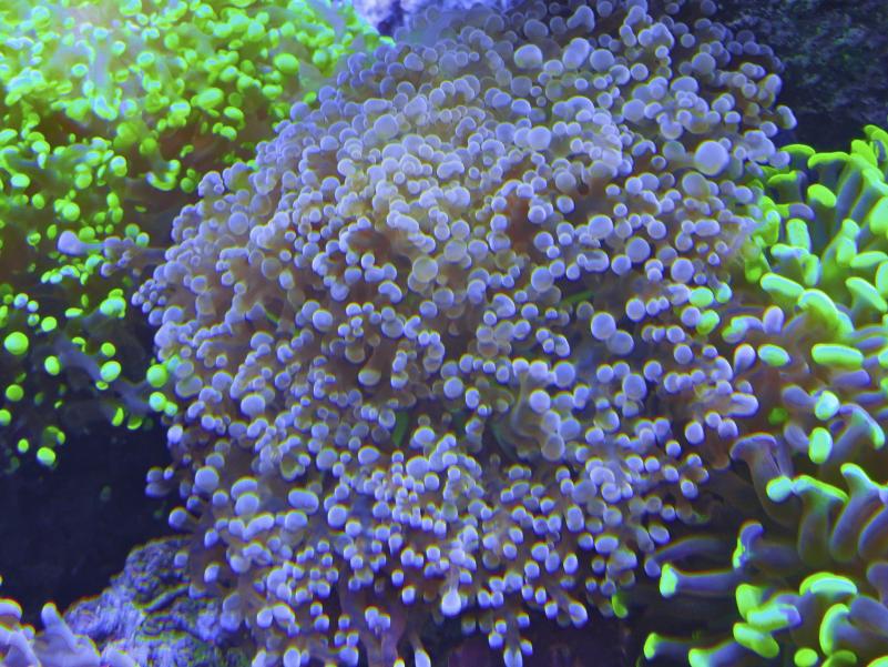 Pics of my LPS addiction | Reef2Reef