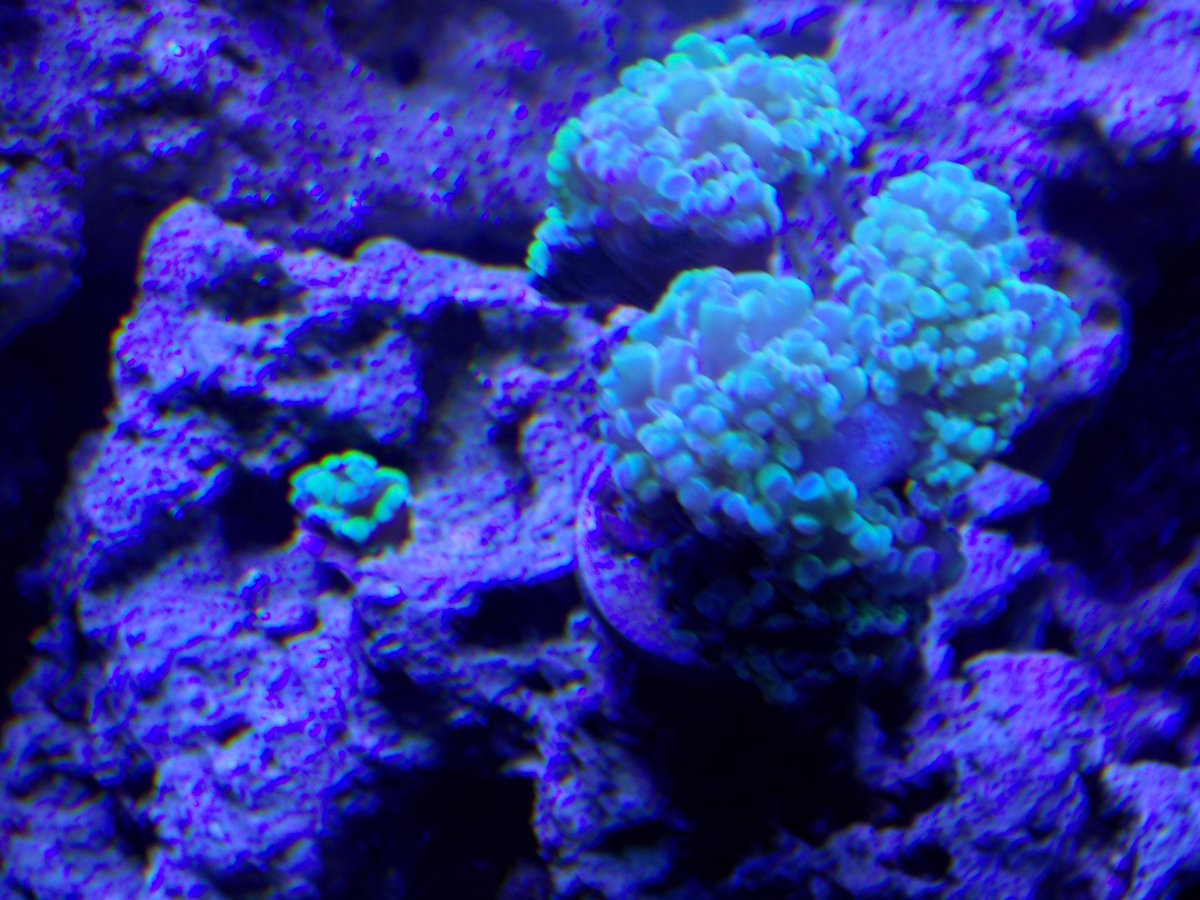 Coral reef dating