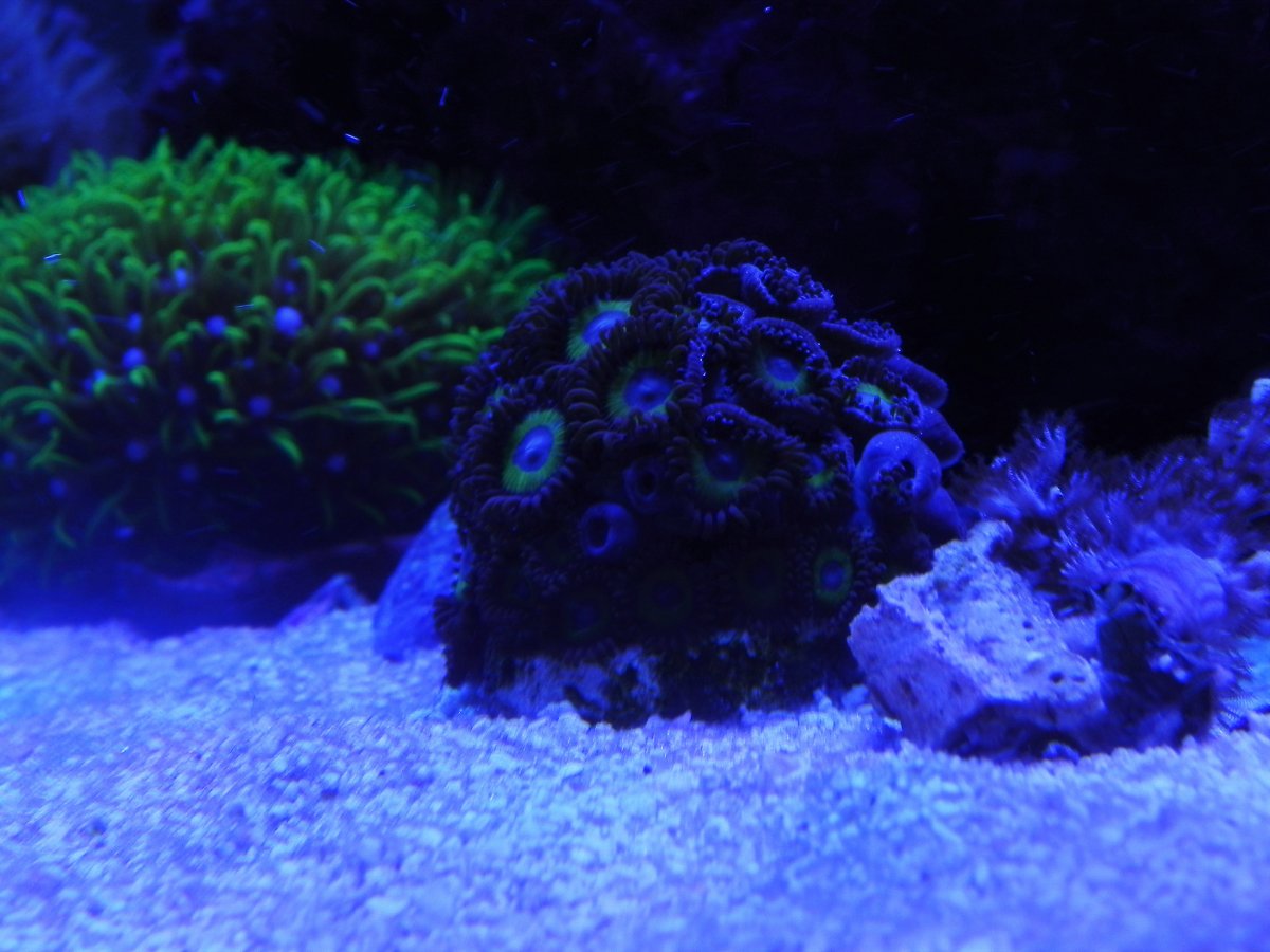 DSCN1446.JPG