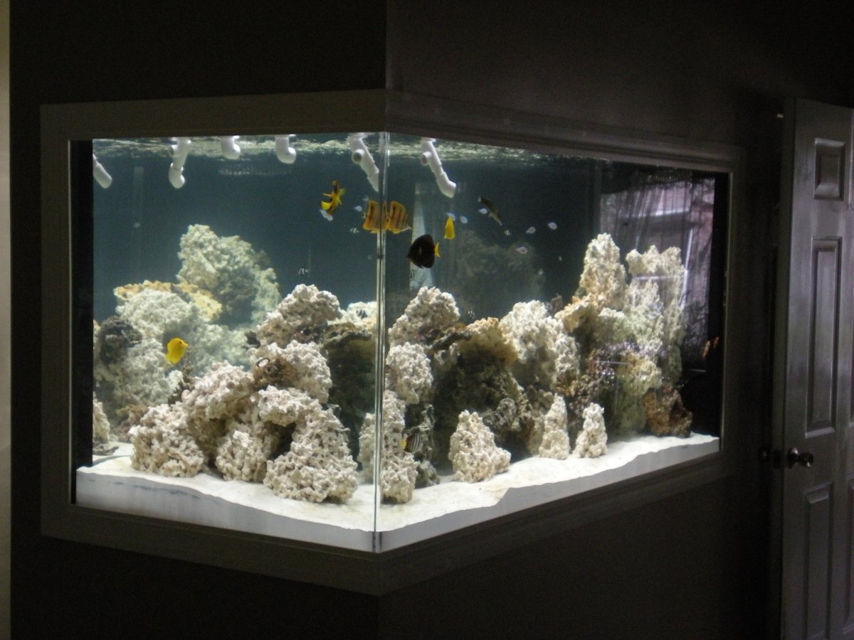 It's the 12 Year Anniversary of Our Natural Sun-lit Reef | Reef2Reef