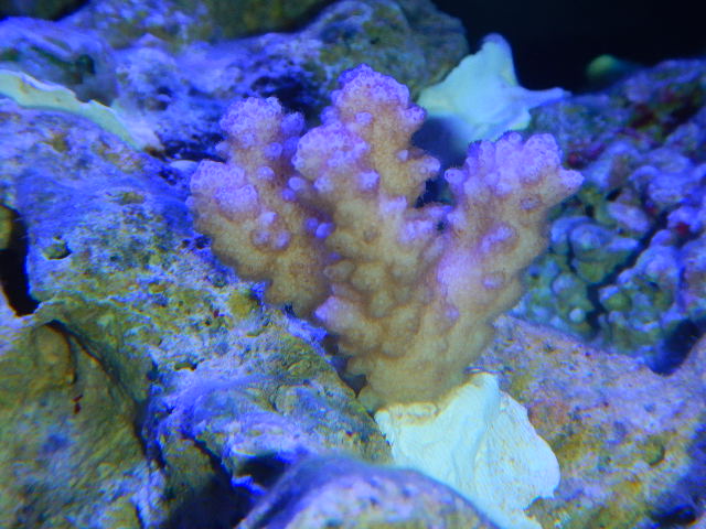 DSCN2687.JPG