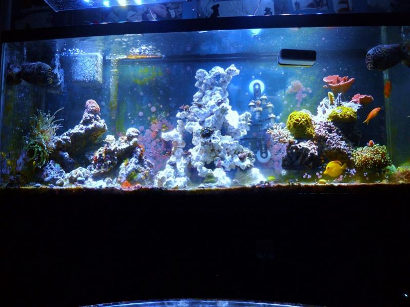 Rockscape Inspiration - Post pics of your rockscape!!! | Reef2Reef