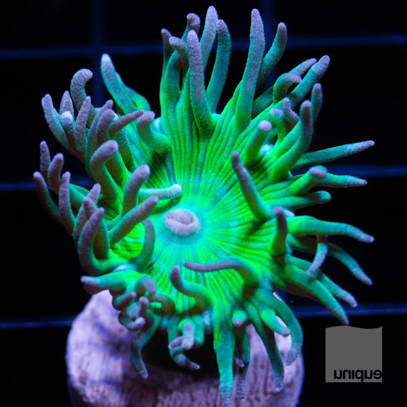 Duncan coral 24 18.jpg