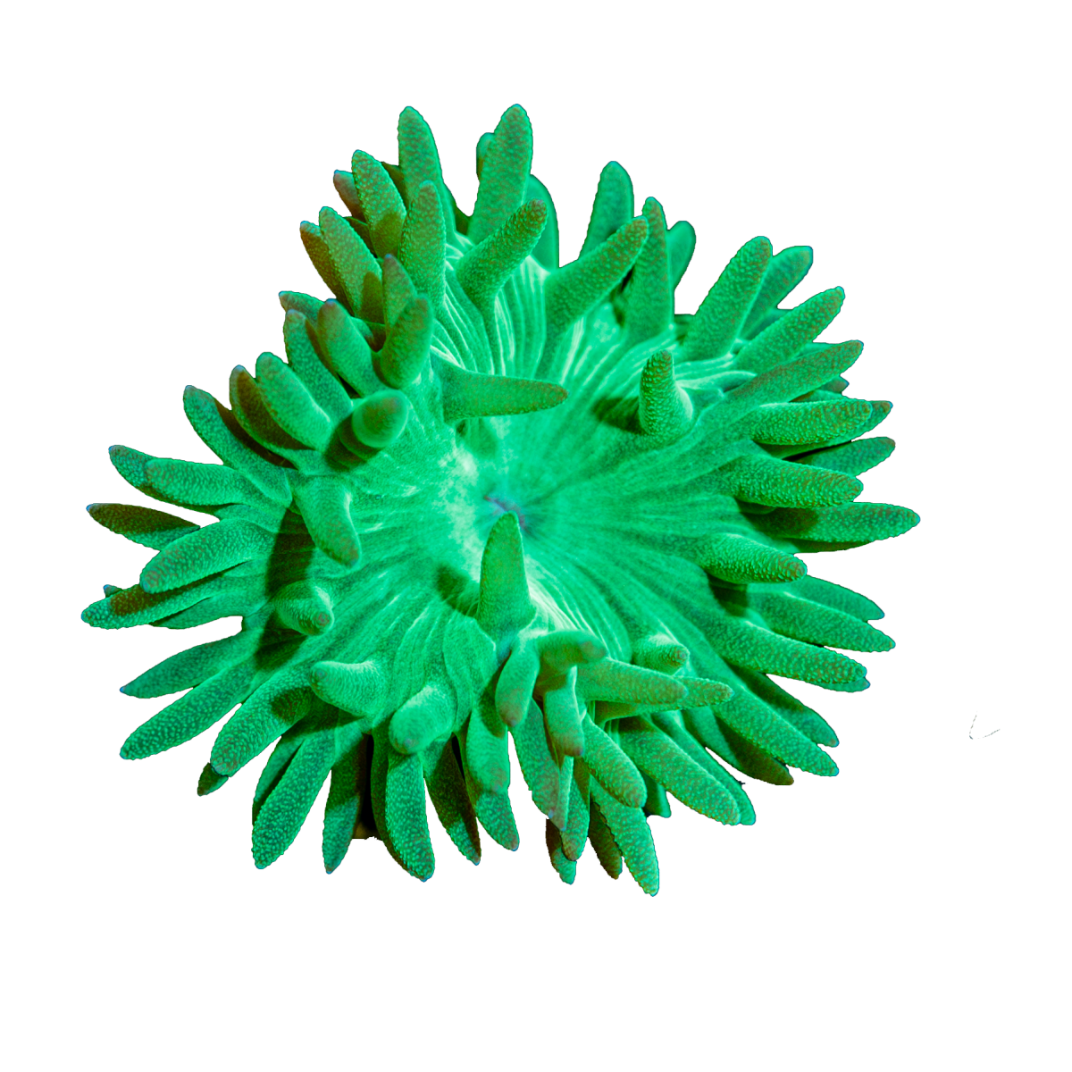 RIPTIDE AQUACULTURE |TIKI MADNESS Live Sale | Massive Giveaway ...