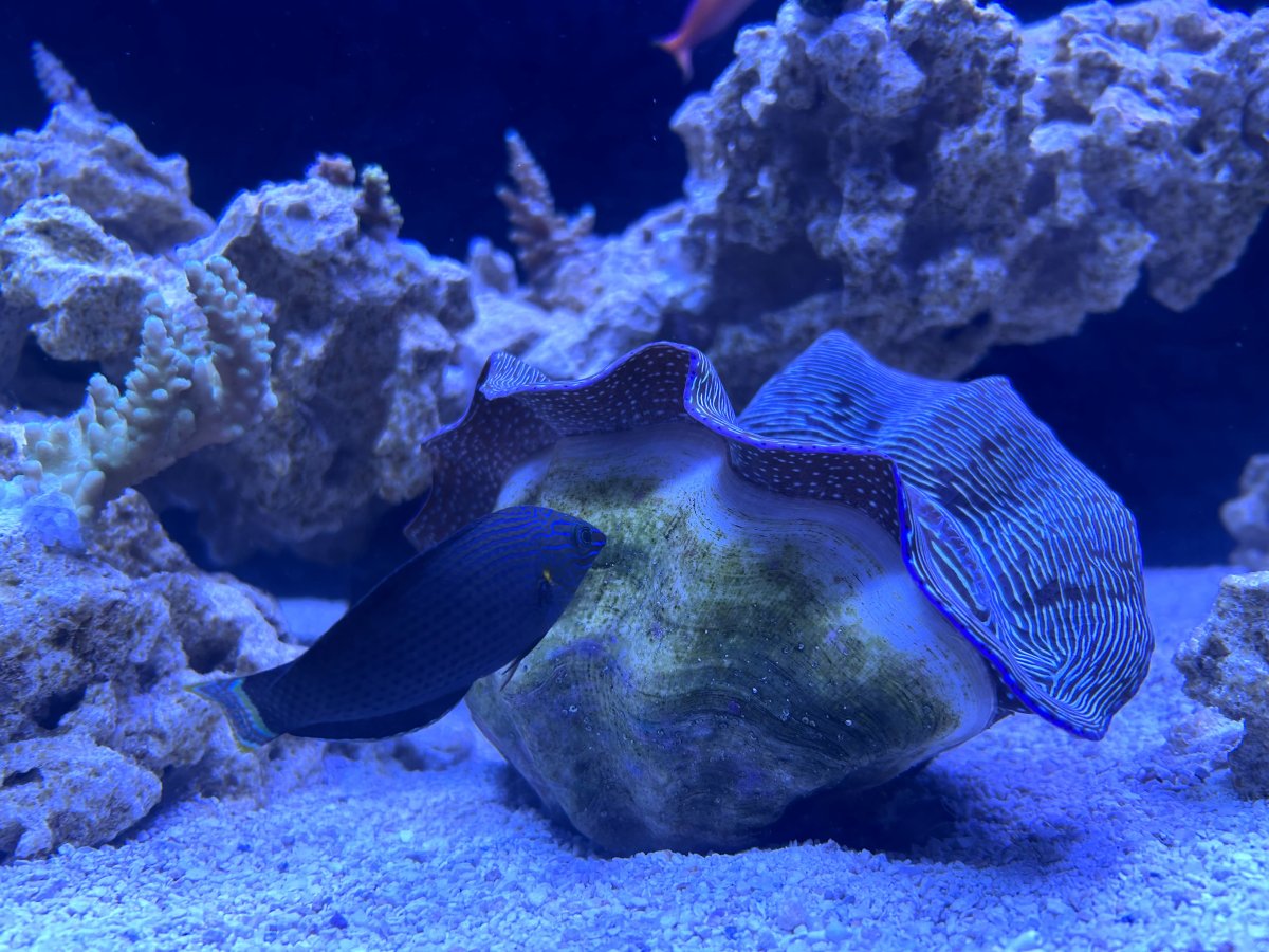 duskywrasse.jpg
