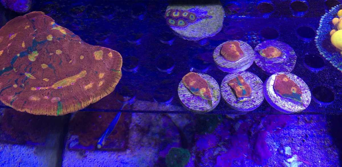 DYM.jpg