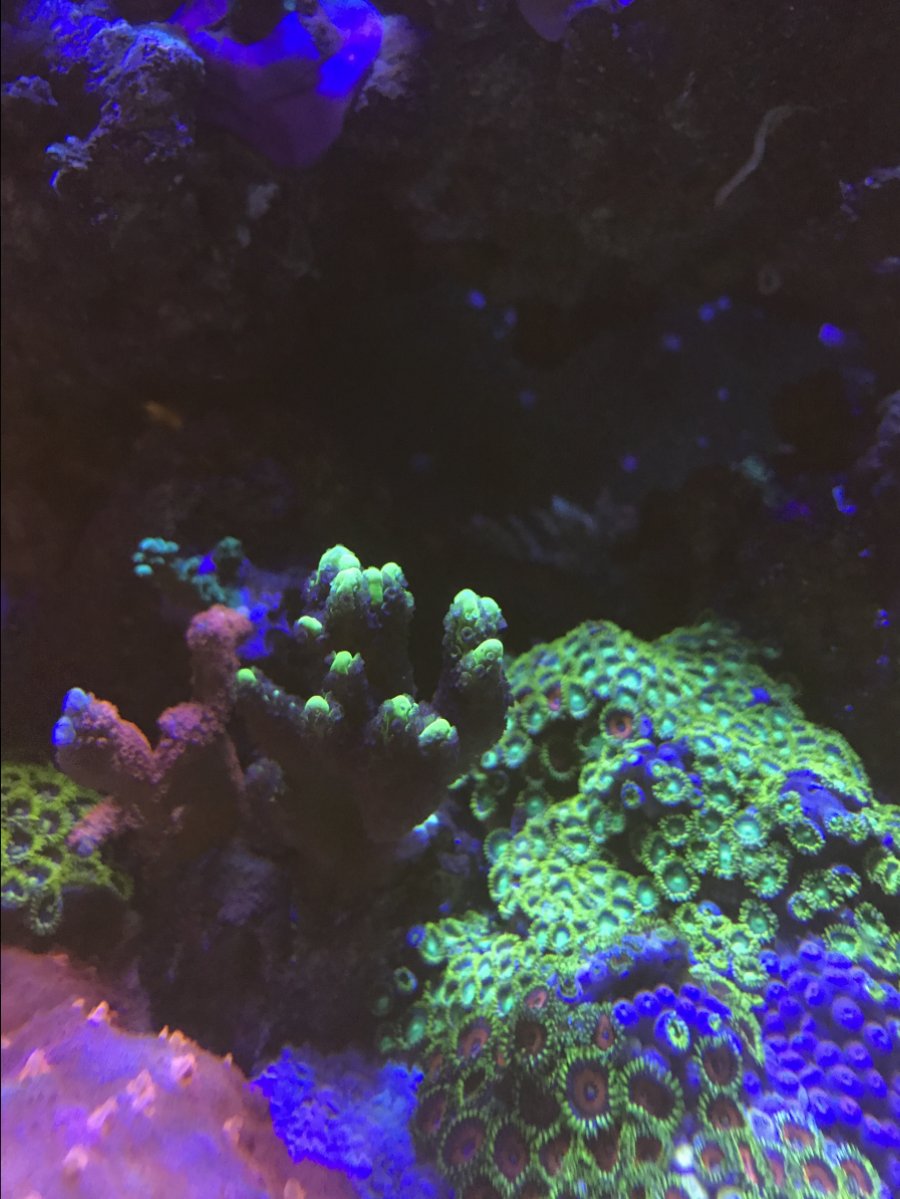 E0373DC1-9C50-48E8-B0D2-06681083A944.jpeg