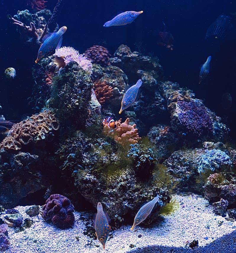 Orange Spotted Filefish (Oxymonacanthus Longirostis) showoff | Page 3 ...