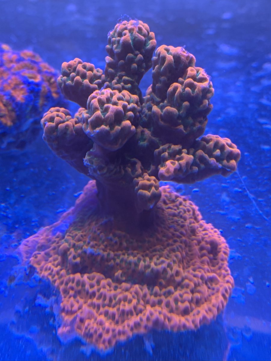 E09932DC-E03F-495D-A005-5D999929D853.jpeg