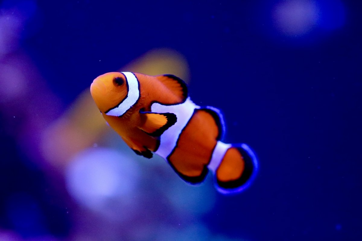 Monster Build - Shaun's 2000 Litre (530 USG) Living Reef & Red Sea Max ...