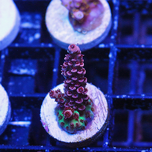 E100 JD Red Table acropora 179-75.jpg