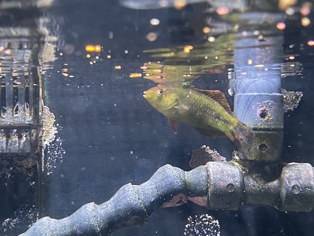 QUESTION OF THE DAY - Marine marvels: Do you keep uncommon fish in your ...