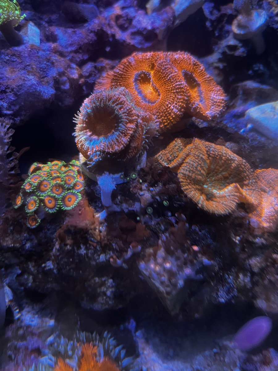 Brown cyano ? | Reef2Reef