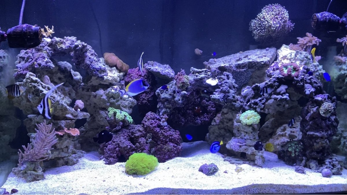 Viparspectra aquarium hot sale light