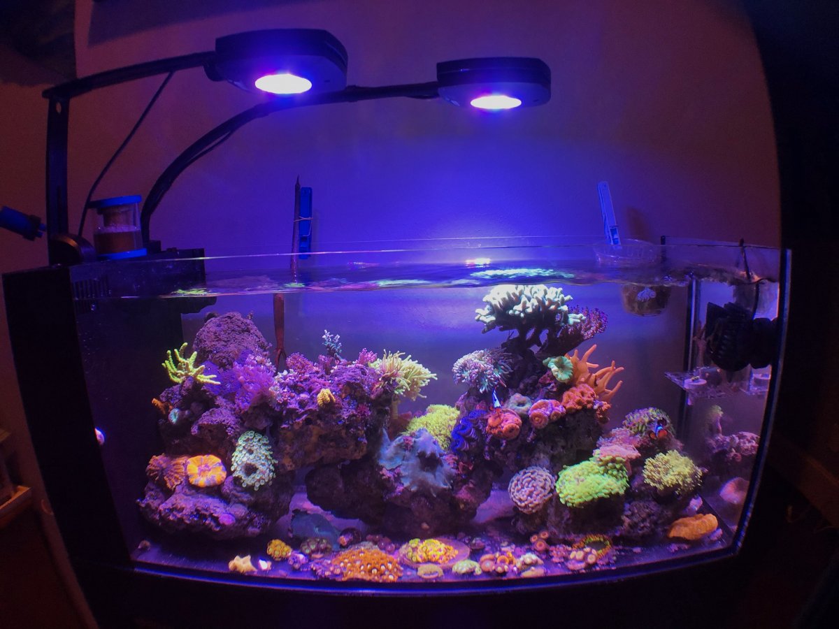 Coral choices and LPS tank aggression | Reef2Reef