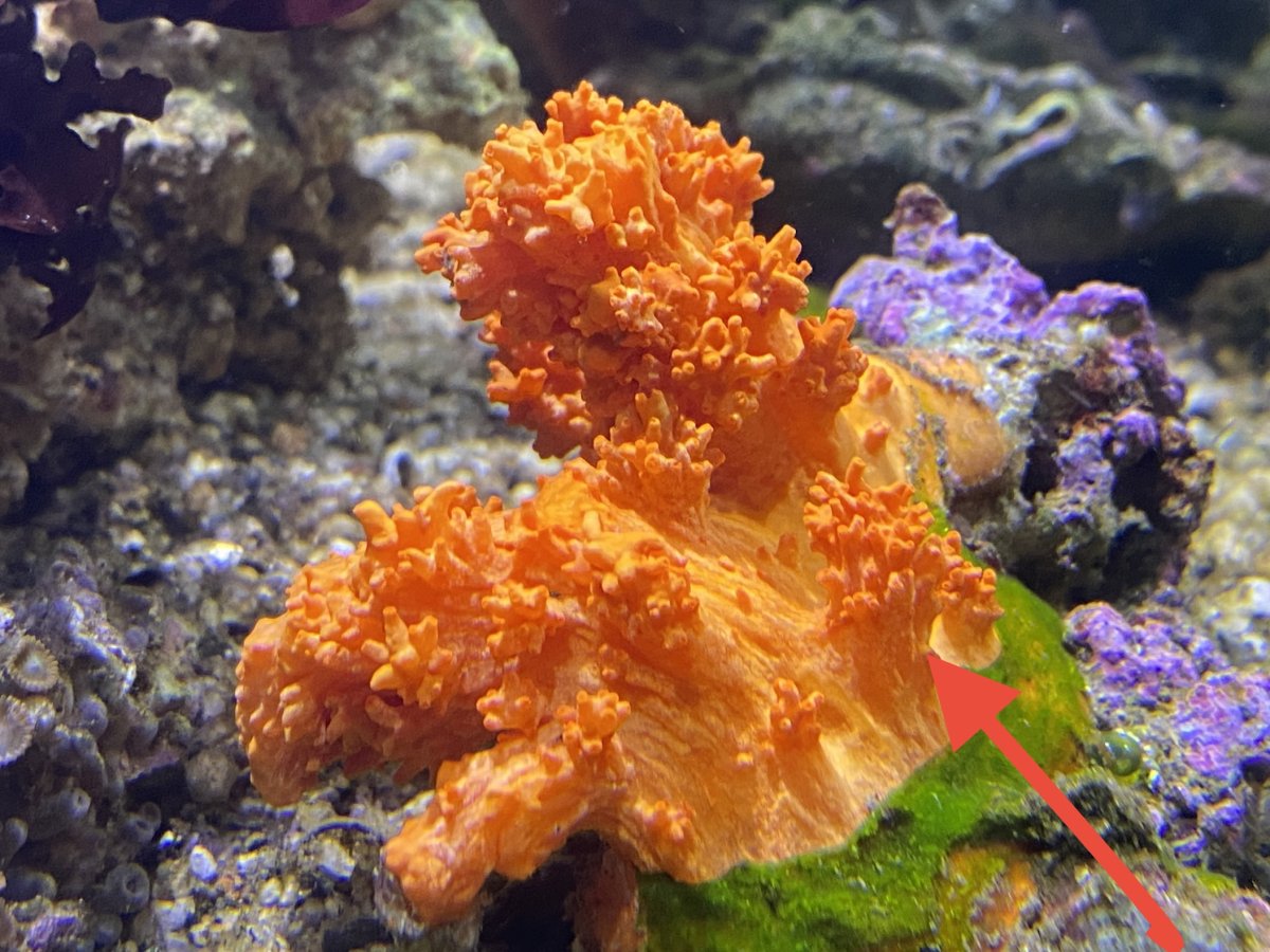 NPS corals, heterotrophs or mixotroph | Page 2 | Reef2Reef