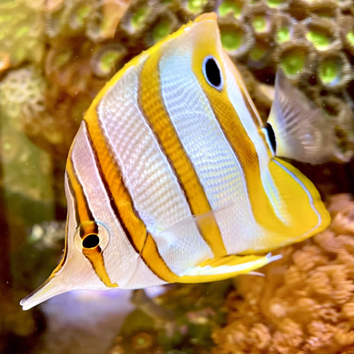 Please share your “smart fish” stories!!! | Reef2Reef