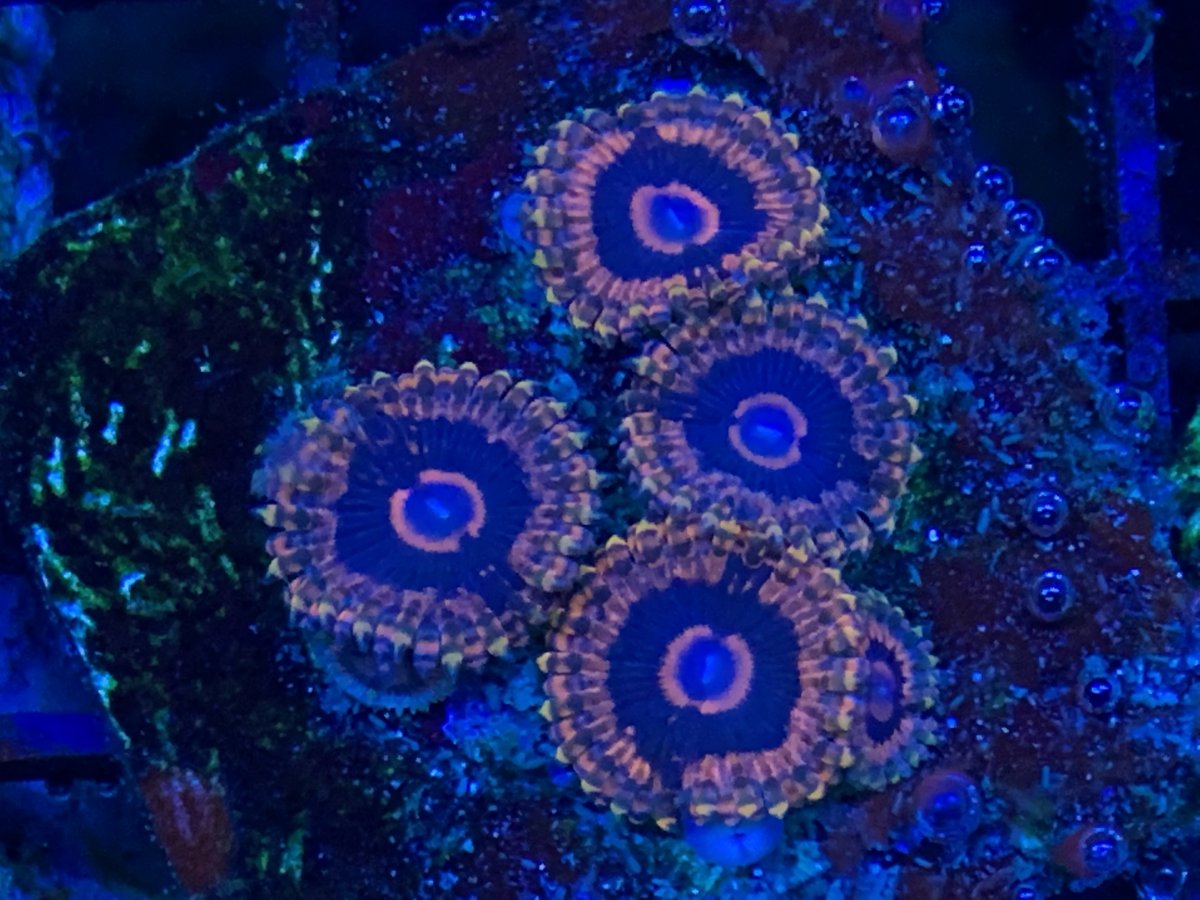 E24E57C5-EAE7-4C86-A0AD-A1B21AC97FC4.jpeg