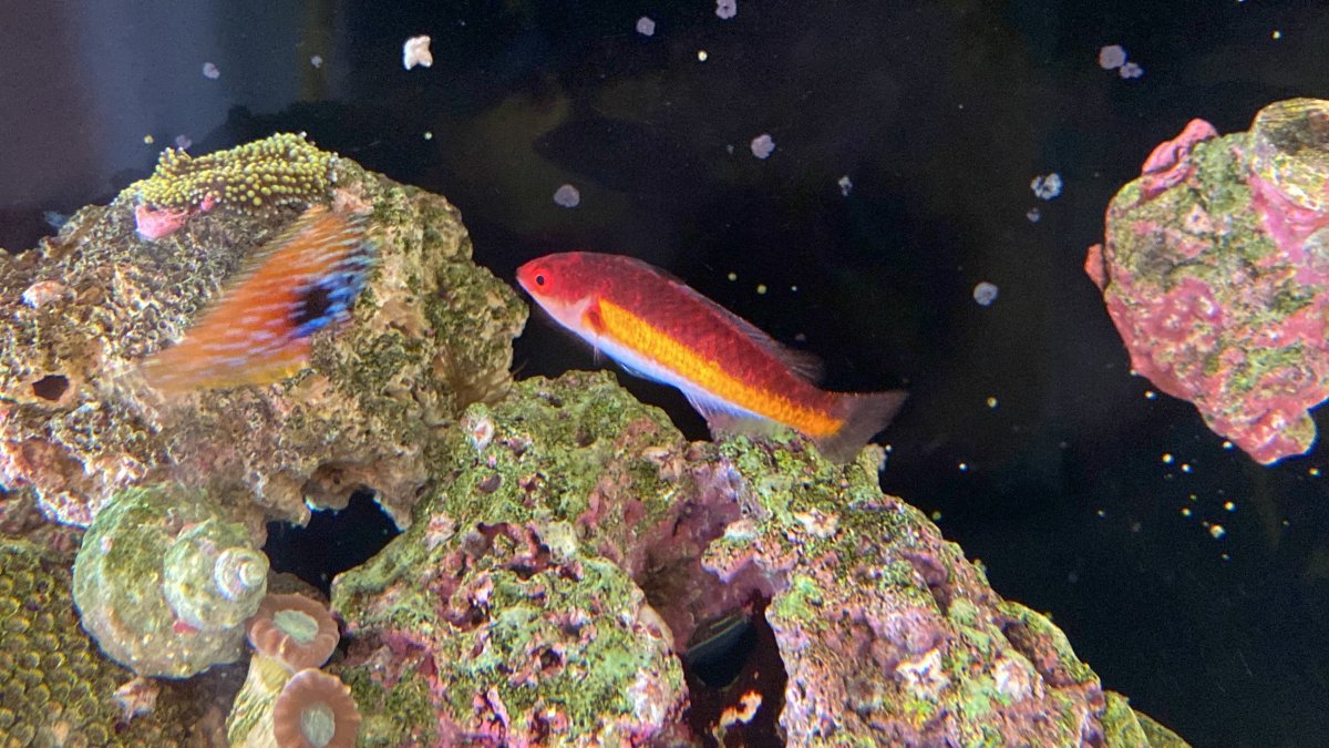 IN YOUR OPINION, Hands down, “best designed” fish??? | Reef2Reef