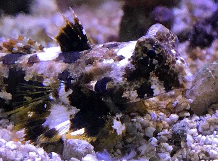 Build Thread - WV Reefer’s 12 Gallon Long and Dirty | Page 9 | Reef2Reef
