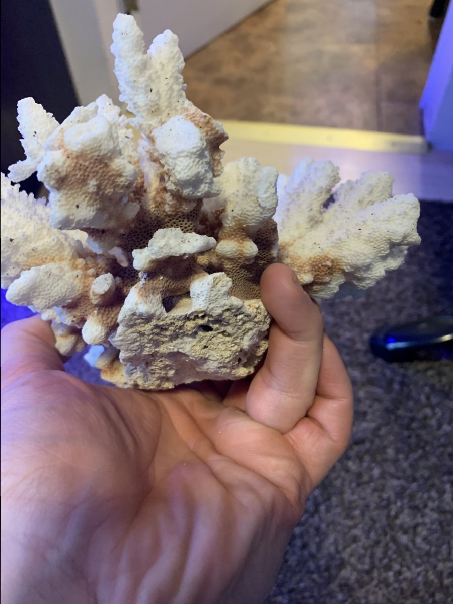 Advice needed with dry coral REEF2REEF Saltwater and Reef Aquarium Forum