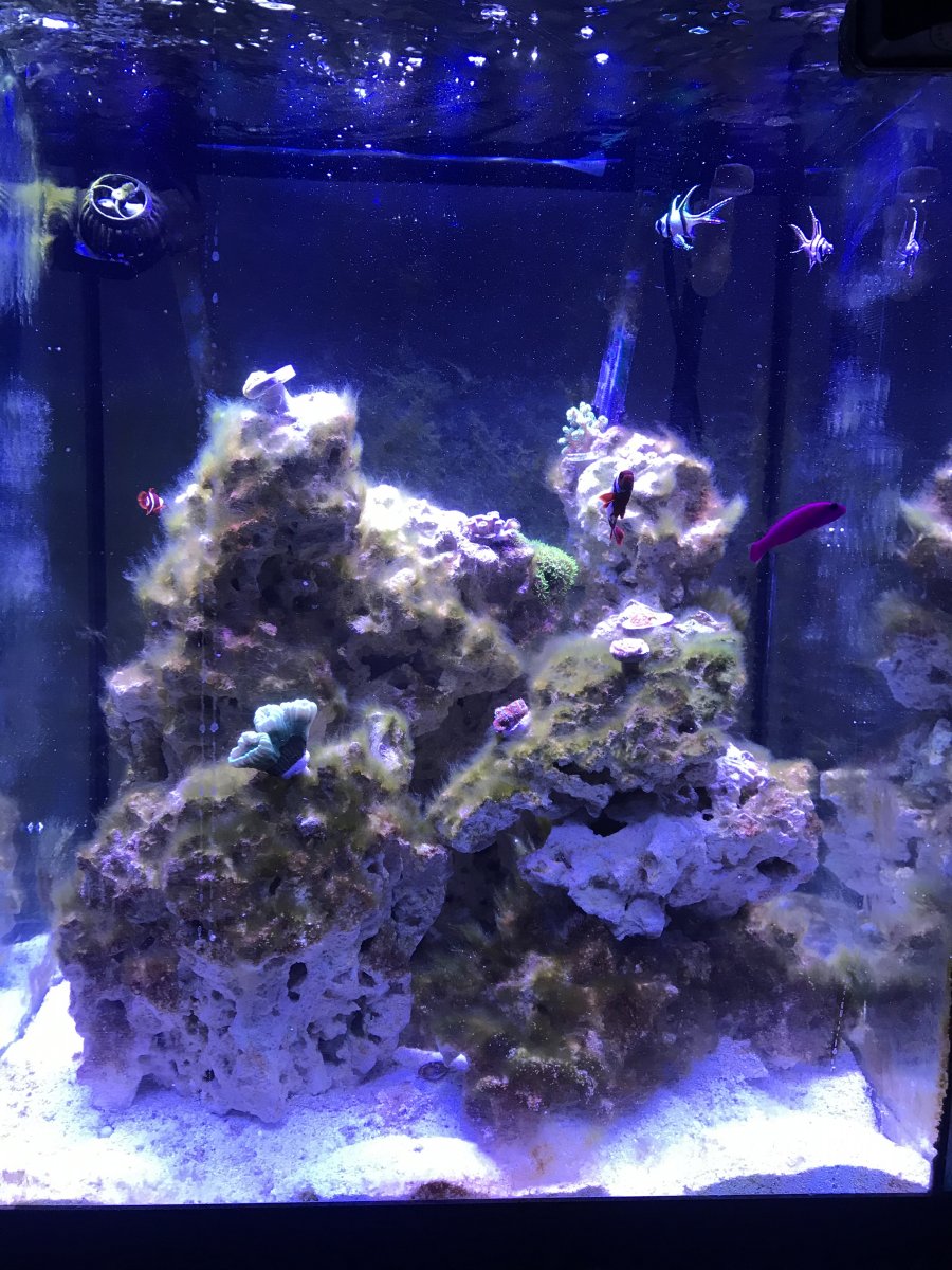 Green hair algae! Bad! | REEF2REEF Saltwater and Reef Aquarium Forum
