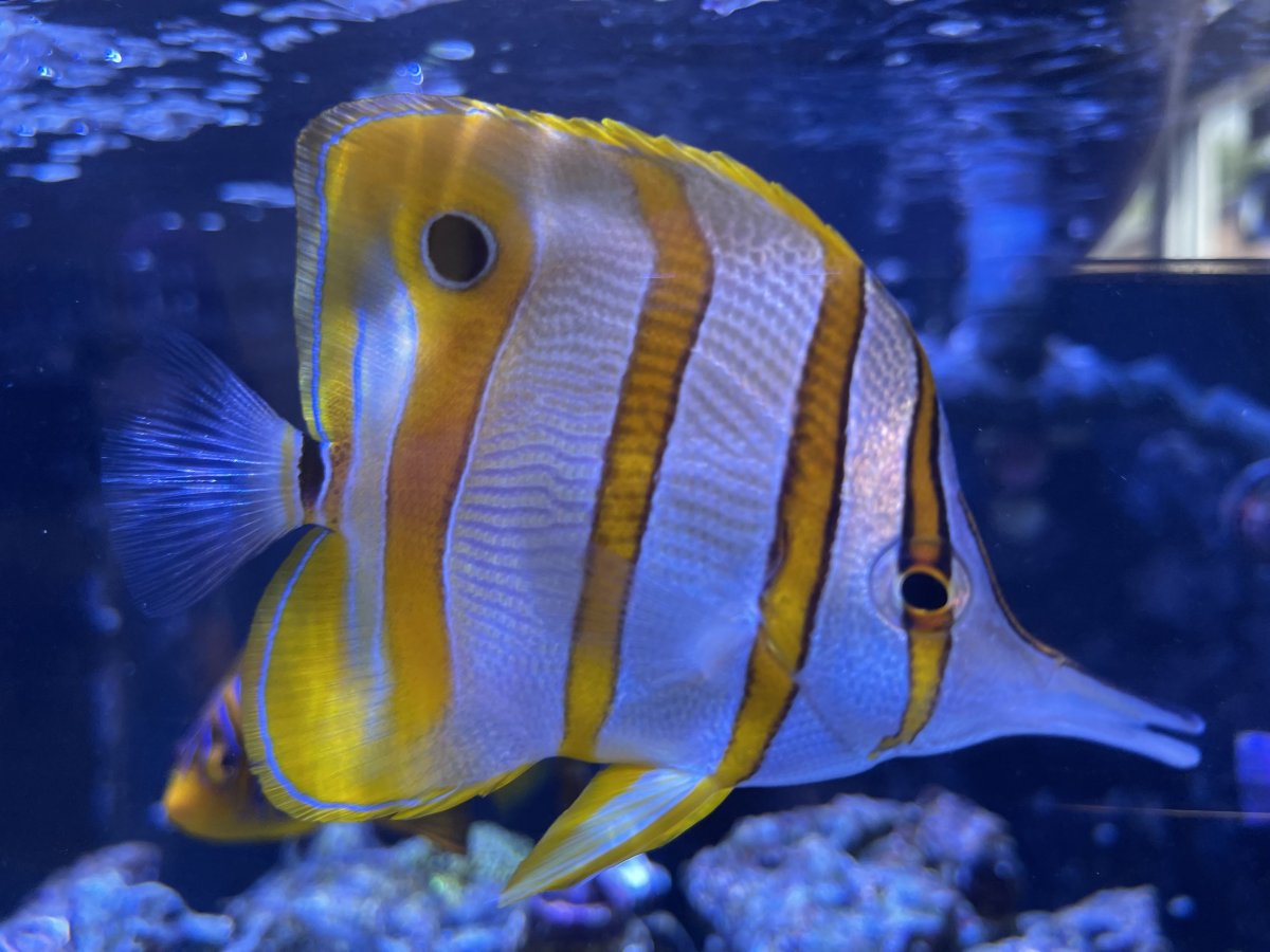 QUESTION OF THE DAY - Marine marvels: Do you keep uncommon fish in your ...