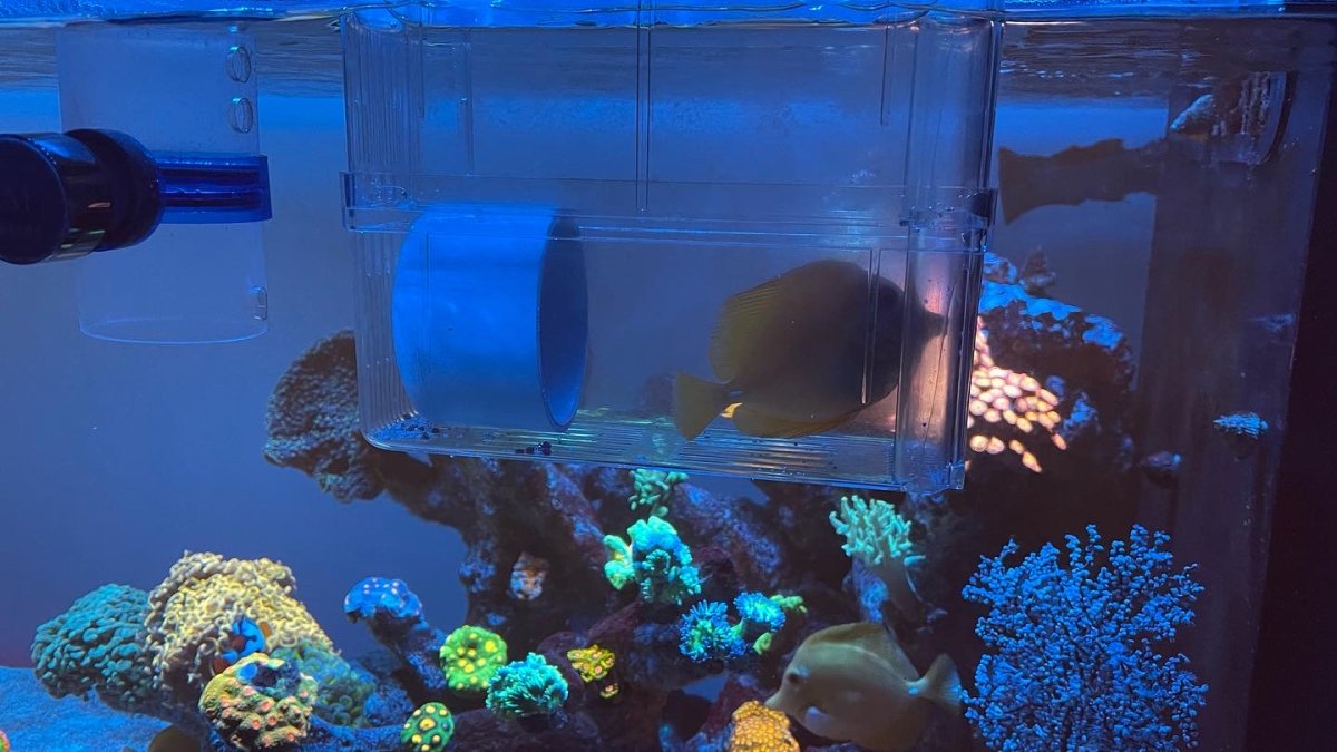 Large Build - @ReefStash CADE Reef S2/P Peninsula 228g mixed reef tank ...