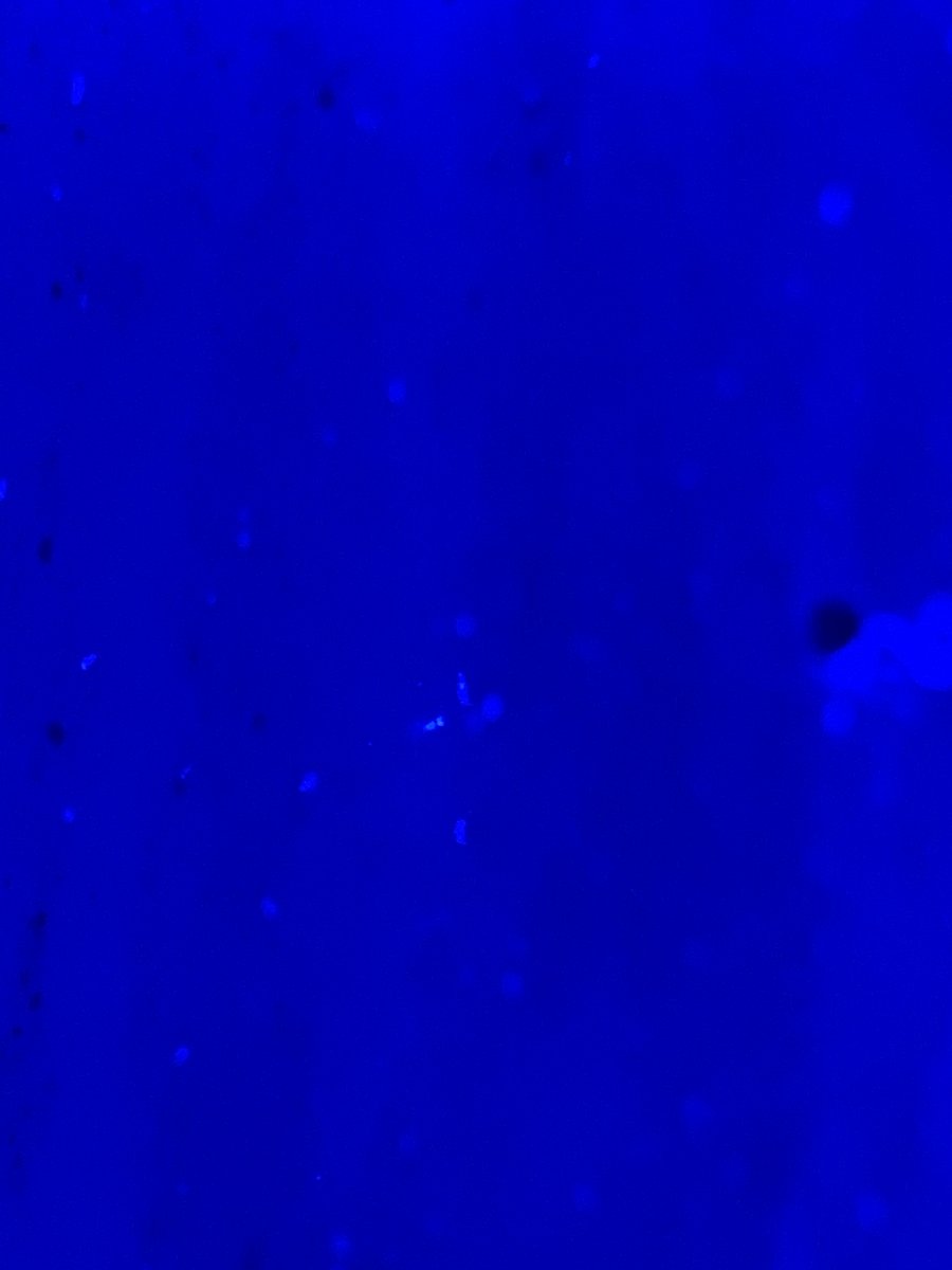 E36CDFC5-7B41-4E63-AE33-F61CD20975C8.jpeg
