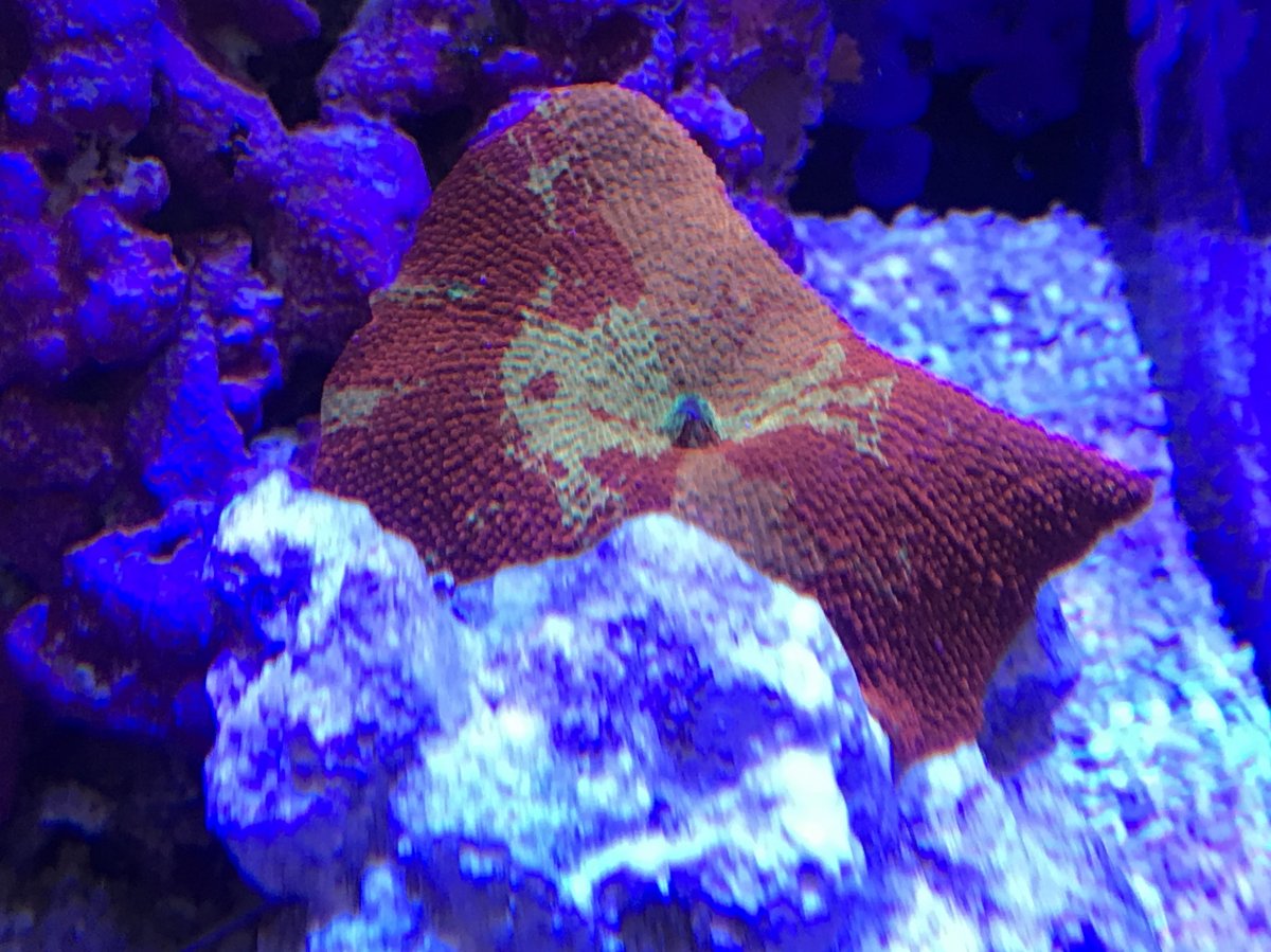 E3777B26-BA85-4976-9557-98E09FA90895.jpeg