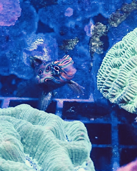 Surprise! Fish that I forgot were in these old pictures and a couple of ...