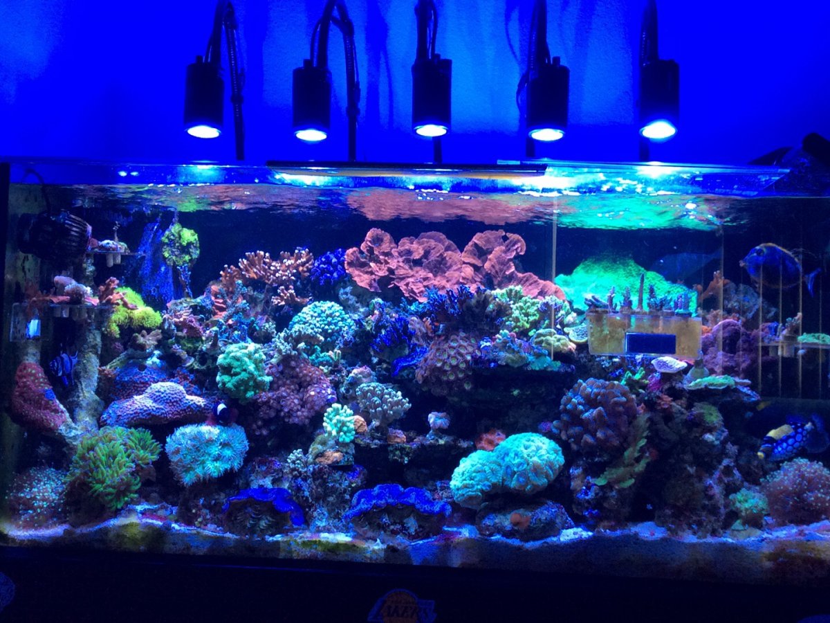 Kessil a160we on 75G | REEF2REEF Saltwater and Reef Aquarium Forum