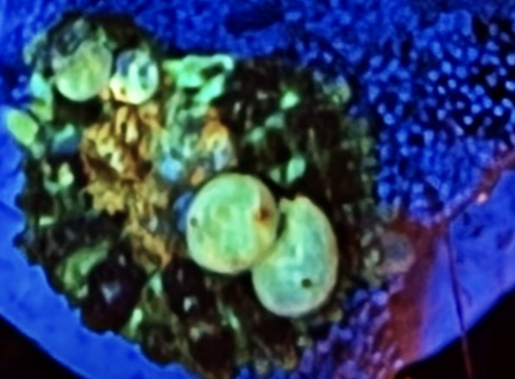 Illinois - Live Goods - red glitter goni | Reef2Reef