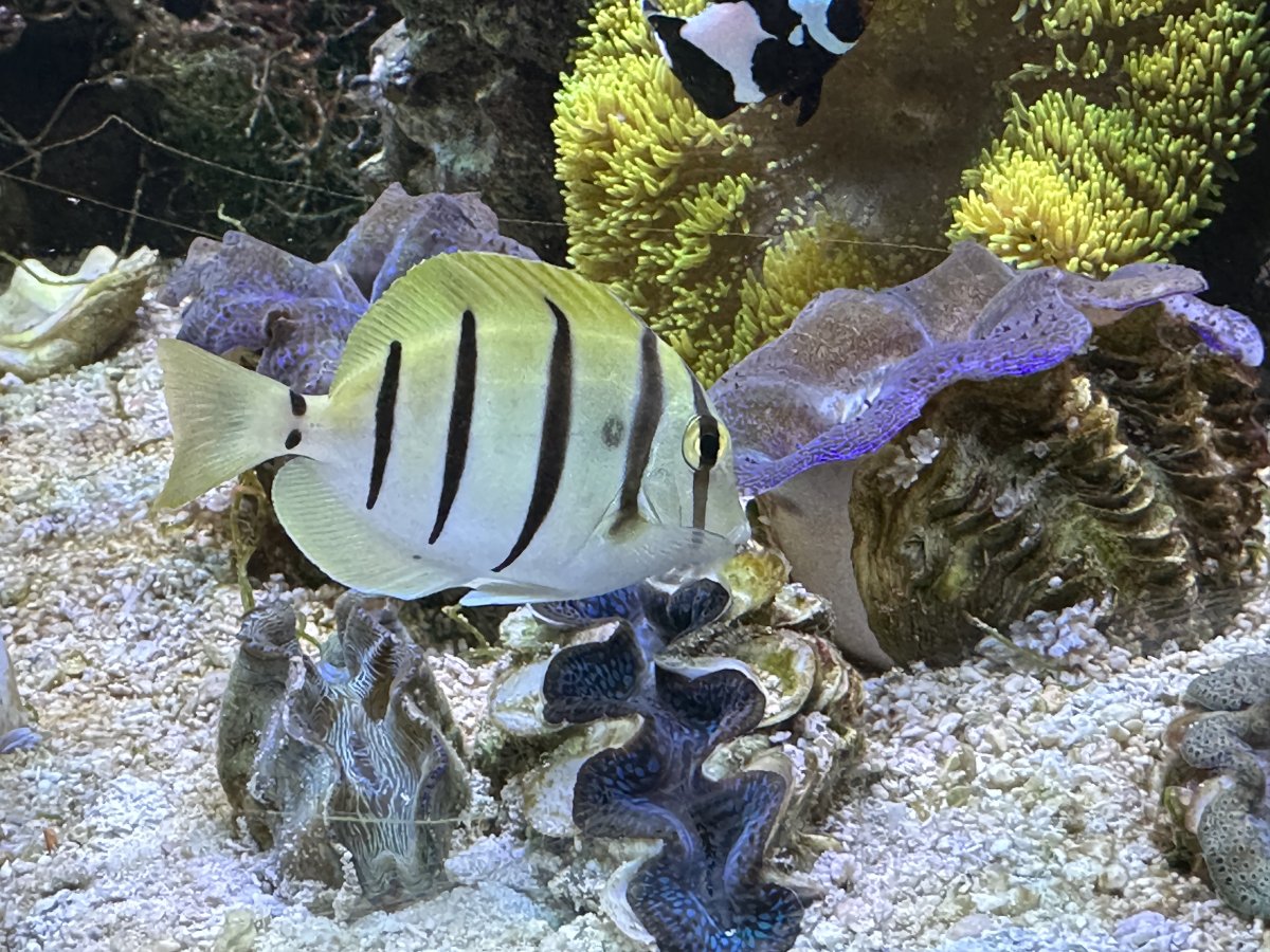 What is this on my tang? | Reef2Reef