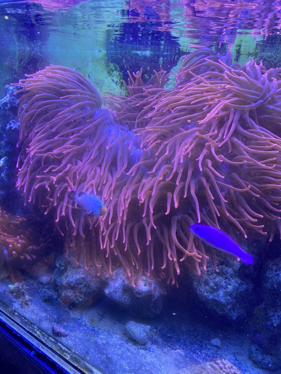 Why do my bubble tip anemone split? REEF2REEF Saltwater and Reef