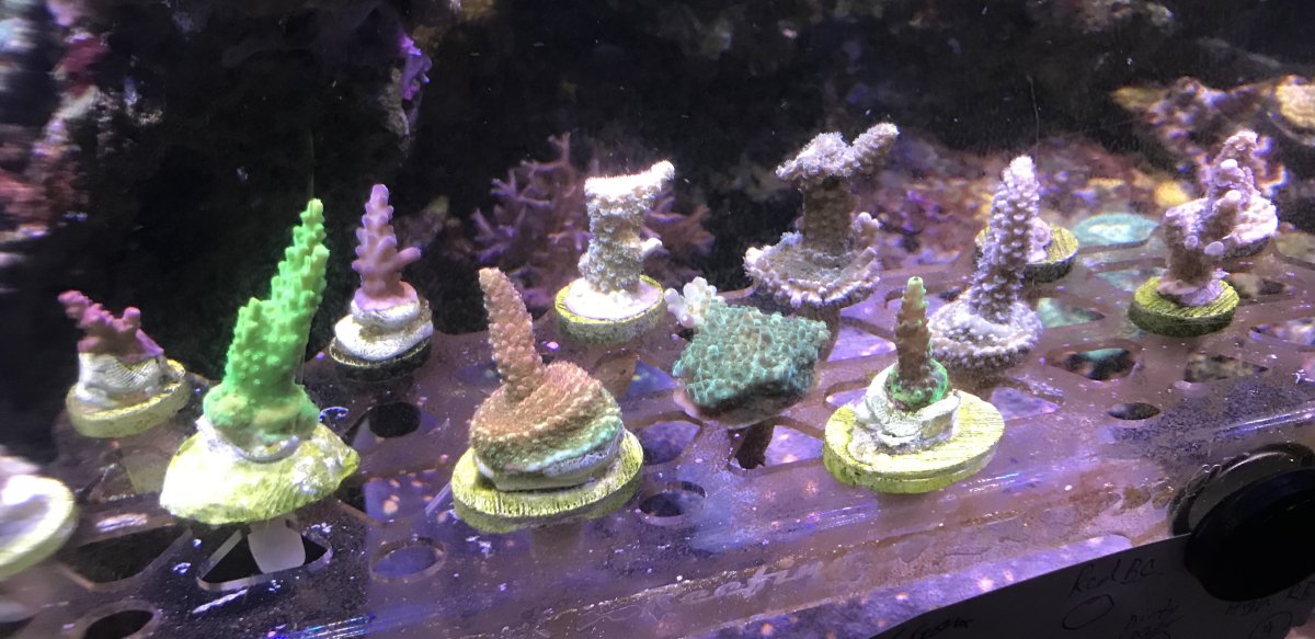Build Thread - Ghostbuster's Paradise | Reef2Reef