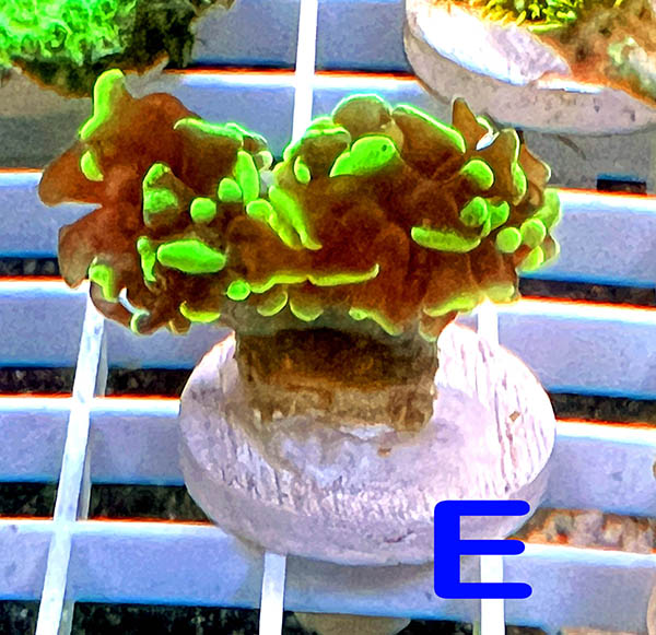 E_Frag.jpg